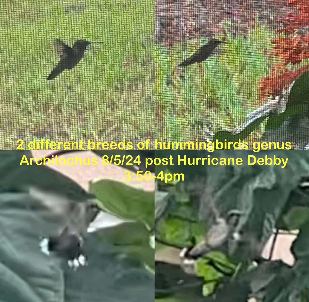 Pagoda Flowers attracting two species of hummingbirds on same day in short span of time.